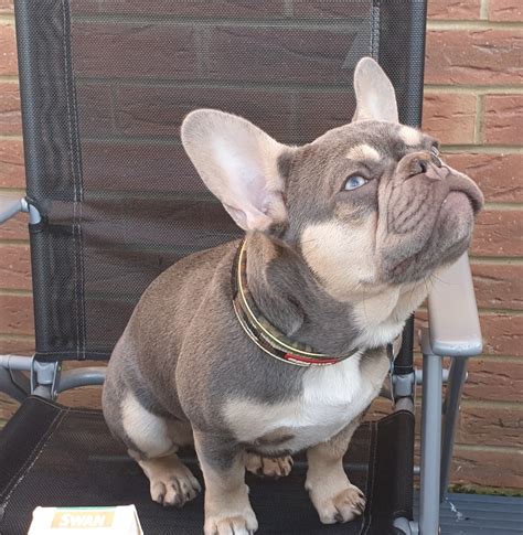 The origin of this breed is in the faraway past, and though the french bulldog is named french, germany also claims the right of having that breed's origin roots. french bulldog breeder chubbachops 170 - ChubbaChops
