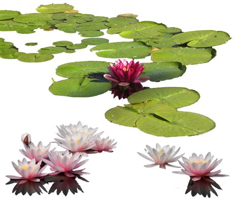 Digital Clipart Clipart Singles Water Lily Purple Flower Lily Lily Pad