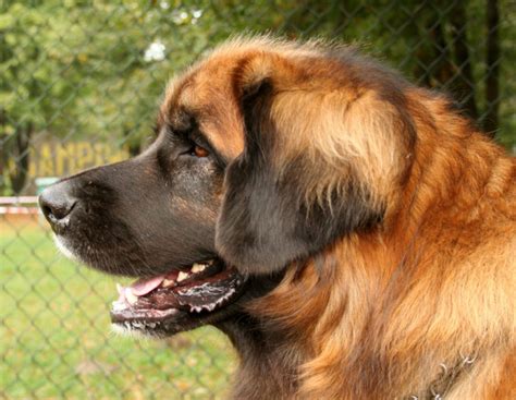 Leonberger One Of The Largest Dogs In The World Pethelpful