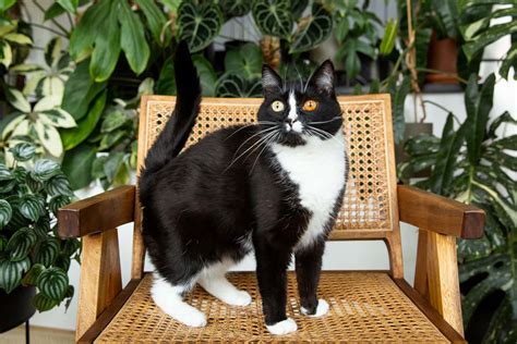 Download Tuxedo Cat Pictures 1500 X 1000