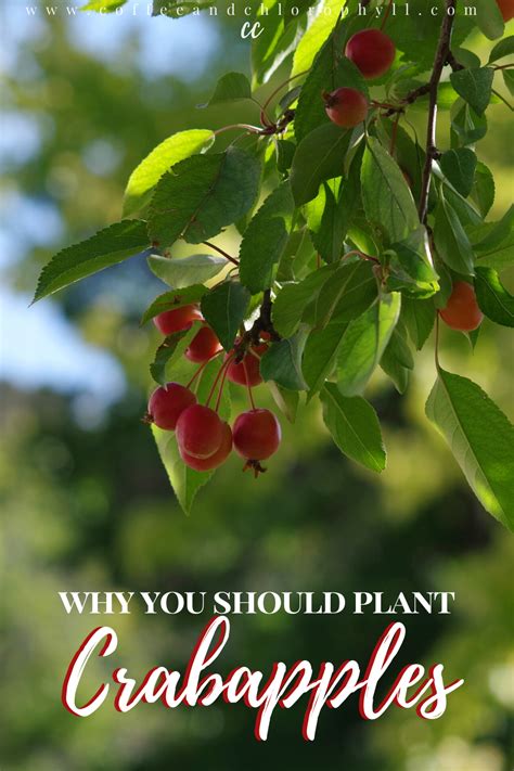 Planting Crabapples In Your Landscape Crabapple Tree Ornamental