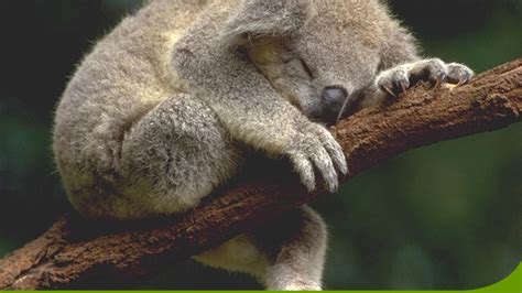 Sleeping Koala Cute Animals Koala Animals