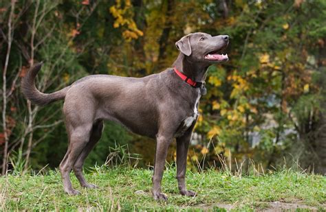 Puppies for sale from dog breeders near houston, texas. Blue Lacy Dog Breed Information & Pictures - Dogtime