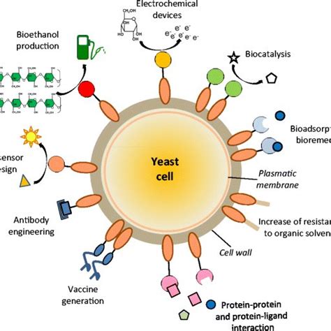 Schematic Organization Of The Yeast Cell Wall The Two Layers That