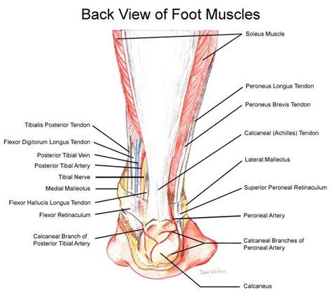 The body attempts to immobilize the affected area to stop pain by tightening the surrounding musculature and as a result, painful muscle spasms occur. Pictures Of Ankle Muscles