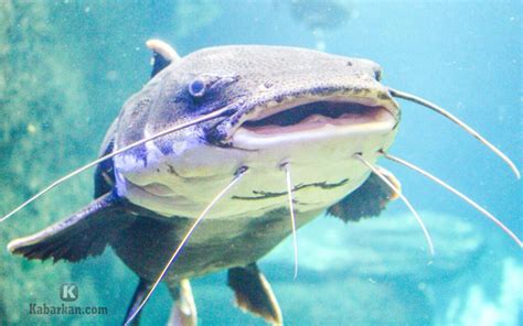mimpi ikan lele besar