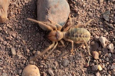 Are Camel Spiders Poisonous Or Dangerous A Z Animals