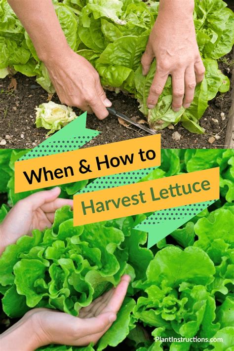 Pronunciation of lettuces with 1 audio pronunciation, 12 translations, 1 sentence and more for lettuces. When to Harvest Lettuce & How to Do it Correctly - Plant ...