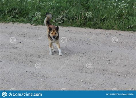 Cheerful Domestic Dog On The Road Stock Image Image Of Beautiful