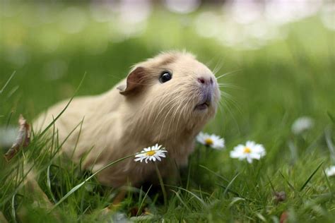 14 Pictures Of The Cutest Guinea Pigs In This World Booboo Reckon Talk