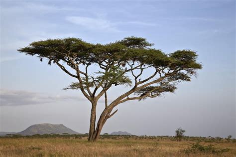 Acacia Tree Serengeti National Park Tanzania East Africa Africa