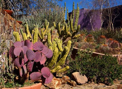 Colorful Cacti At The Arizona Sonora Desert Museum Tucson Flickr