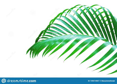 Tropical Palm Leaf Isolated On White Background Stock Image Image Of