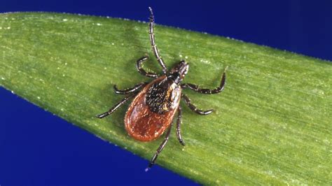 Tick Borne Illnesses On The Rise Across Region Heres Why