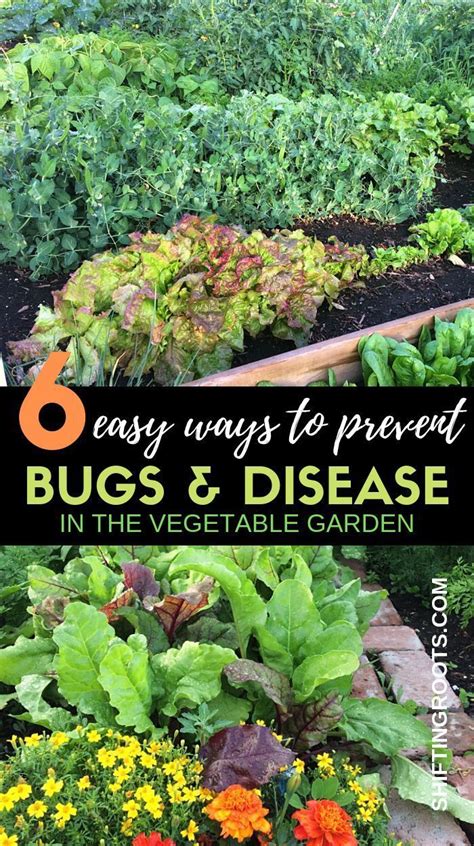 Tomato diseases and insect pests. Did you know there are easy things you can do in your ...