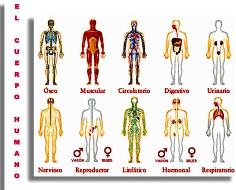 El Cuerpo Humano Conciencia De La Vida