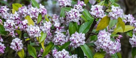 Daphne The Best Daphne Shrubs To Grow For Colour And Scent Gardens