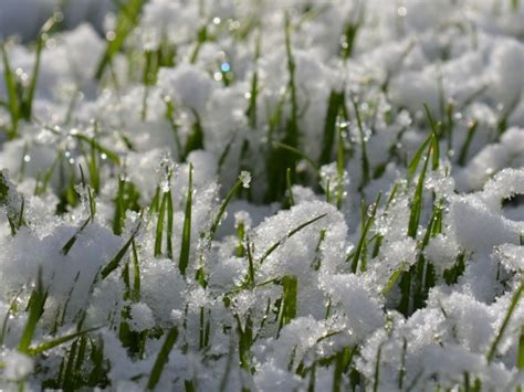 Young Spring Grass From Under The Snow Wallpapers And Images