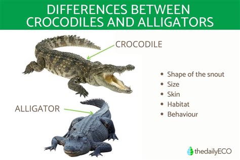 difference between crocodiles and alligators main characteristics and photos