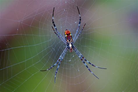 Ishrana paukova: naučite kako se hrane pauci