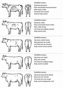 Body Condition Scoring Dairy Cattle Cattle Ranching Livestock Judging