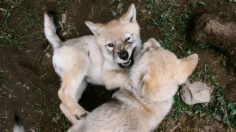 Wolf Puppies Are Adorable Then Comes The Call Of The Wild The New