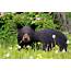 Woman Two Dogs Injured In Bear Attack Near Priest Lake  The Spokesman