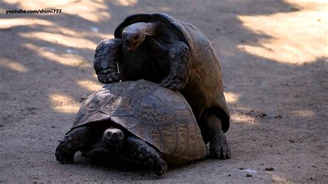 18 Tortoises Having Sex Youtube