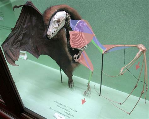 Pin By Iskaric Sciences On Animals Chiroptera Bats Bat Anatomy