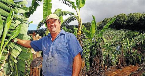 Uncertain Future For Nsw Bananas Good Fruit And Vegetables Qld