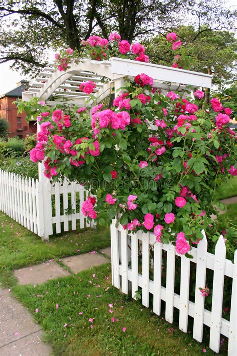 Roses On A Fence Stock Photo Image Of Plants Bushes 5059884