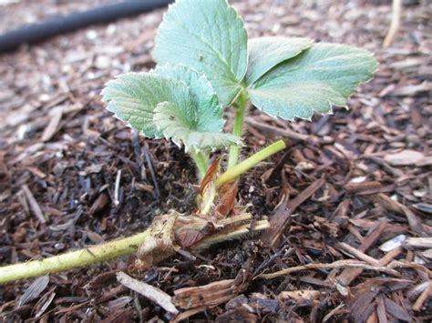 Maybe you would like to learn more about one of these? Andie's Way: Transplanting Strawberries