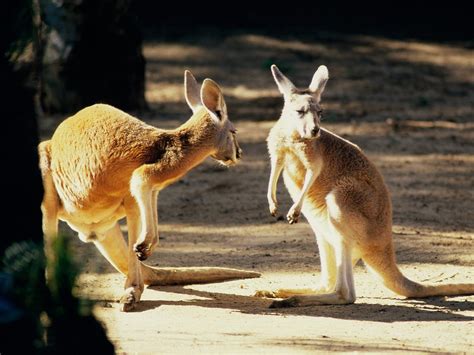 Kangaroo Wallpapers Fun Animals Wiki Videos Pictures Stories