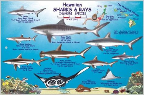 Hawaiian Sharks And Rays Offshore And Inshore Species By Frankos Maps