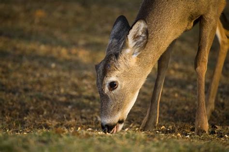 Feeding Deer In The Fall And Winter Is Beneficial North Fulton Feed