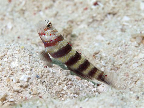 Goby Wheelers Shrimp Goby