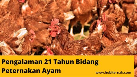 Ayam kampung merupakan salah satu jenis ayam yang diminati baik daging atau telurnya. 0821 3453 6124 Jual Harga Bibit Ayam Kampung, Arab ...