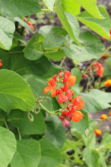 Runner Bean Scarlet Emperor Grow Veg And Fruit By Brighter Blooms