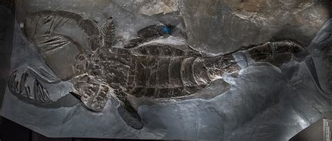 Meet Eurypterids Giant Prehistoric Sea Scorpions