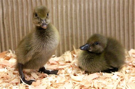 Metzer Farms Duck And Goose Blog Indian Runner Ducks