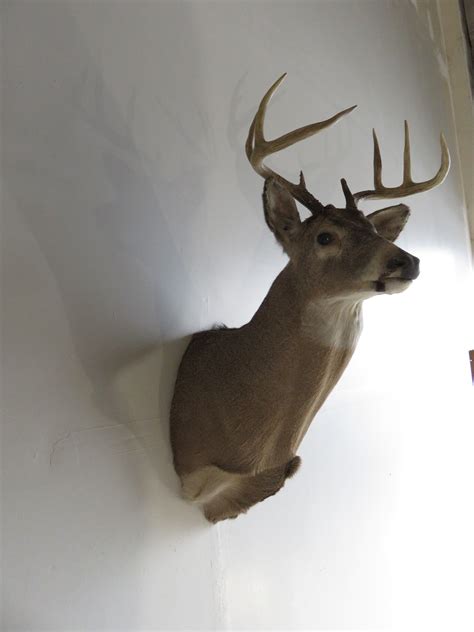 Whitetail Deer Taxidermy Shoulder Mount For Sale Dw 107 Mounts For Sale