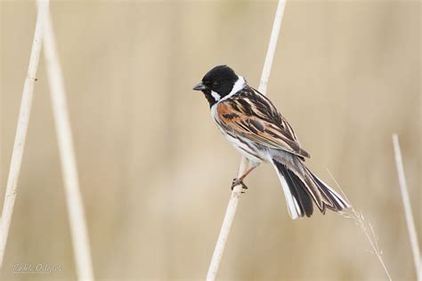 Common Reed Bunting Male Strnad Rákosní Samec Cze 2 Flickr