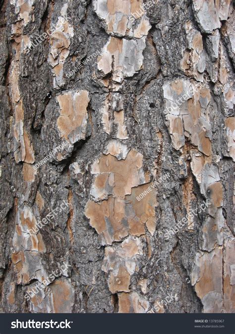 Beautiful Tree Bark Of The Jack Pine Stock Photo 13785967 Shutterstock