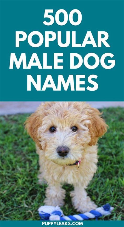 500 Popular Male Dog Names Popular Male Dog Names Boy Dog Names