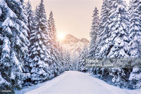 Winter Wonderland Stock Photo Download Image Now Istock