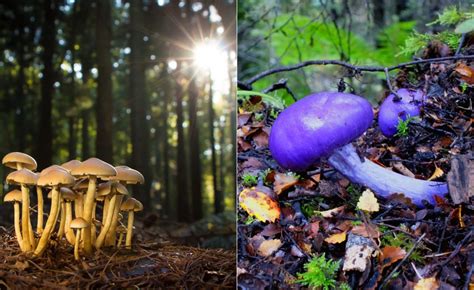 Fungi Have Sex Heres How And Why It Matters