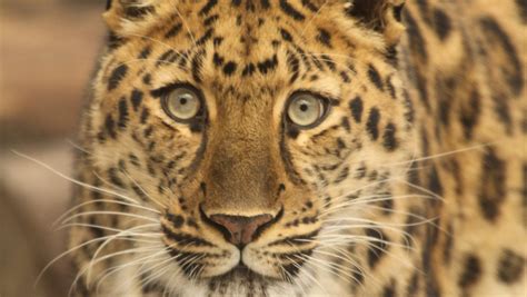 Rare Amur leopard is a favorite of zoo visitors