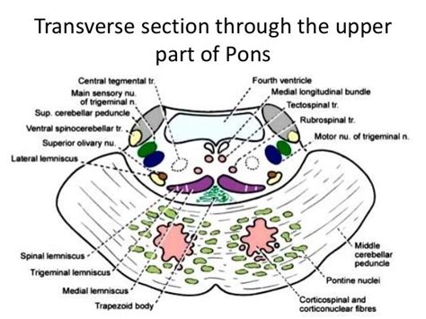 Transverse Section Through The Lower Part Of Pons