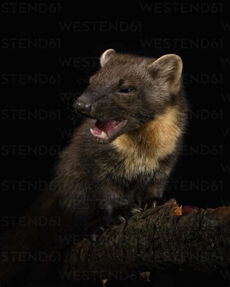 Uk Scotland Portrait Of European Pine Marten Martes Martes Yawning