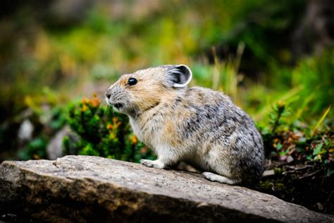 7 Fun Facts About American Pika Mountain Dwellers Jakes Nature Blog